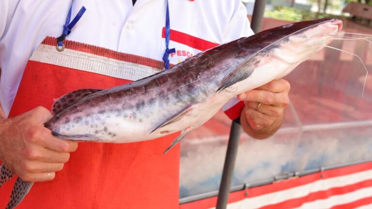 Campanha do Pescado começa nesta terça-feira em Mauá