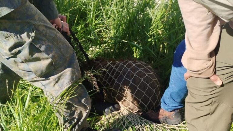Em ação integrada, GCM Ambiental de São Bernardo resgata capivara na região do Rudge Ramos