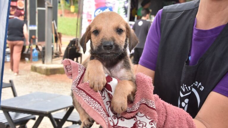 Santo André realiza feiras de adoção de cães e gatos nos dois próximos domingos
