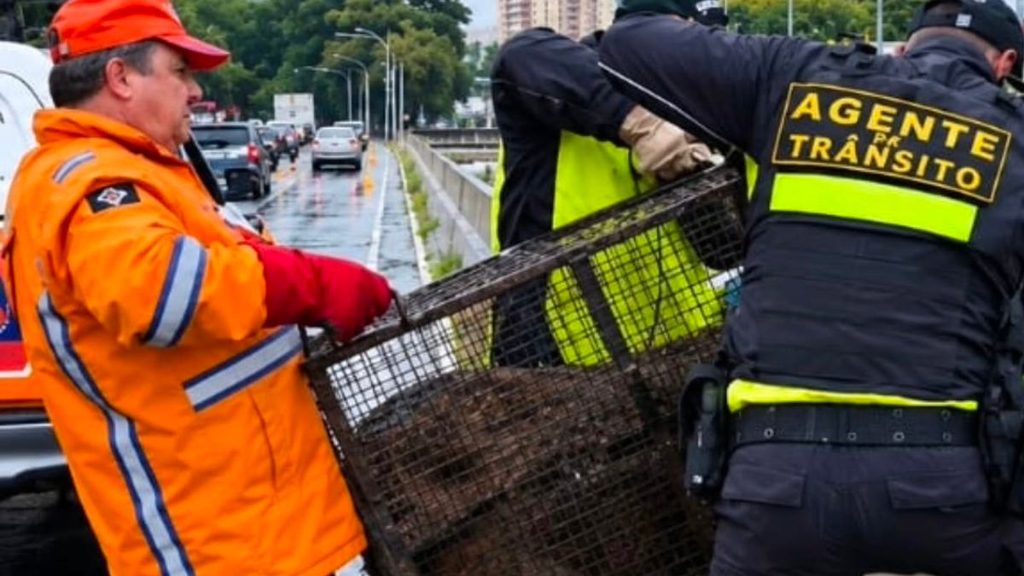 Capivara é resgatada após ser encontrada na região da Avenida Guido Aliberti